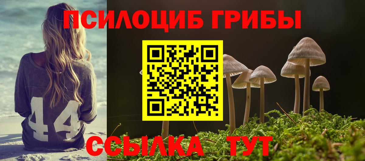 Галлюциногенные грибы Psilocybe Черногорск